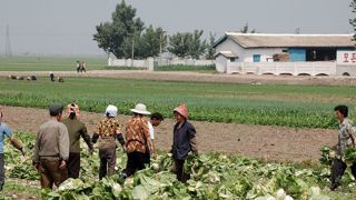 La production alimentaire nord-coréenne au plus bas La production alimentaire nord-coréenne au plus bas