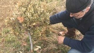 Un hectare de truffière saccagé Un hectare de truffière saccagé