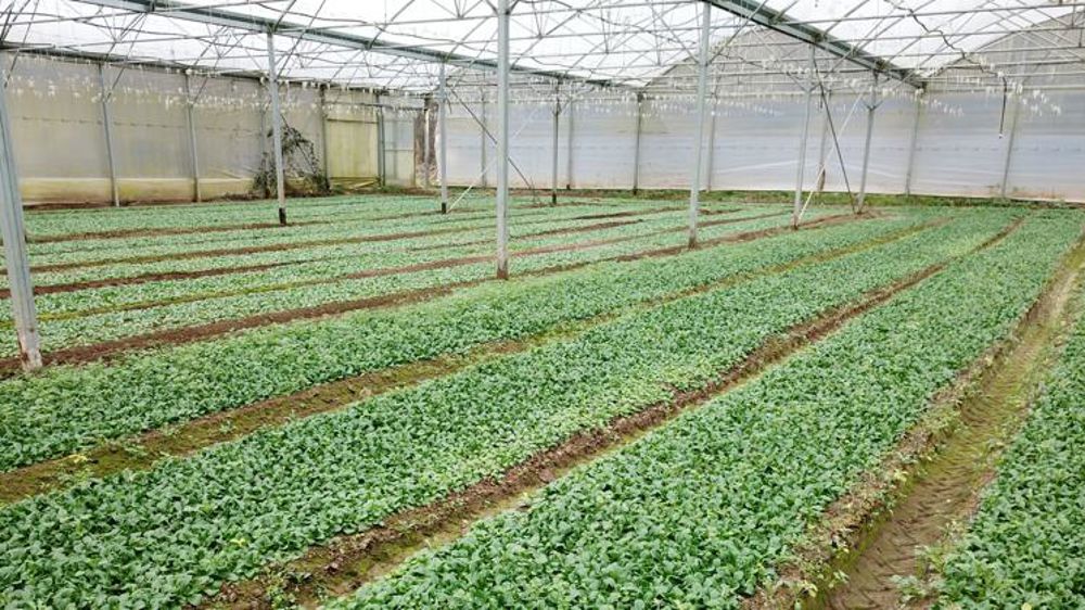 Des maraîchers demandent une hausse du prix de la mâche