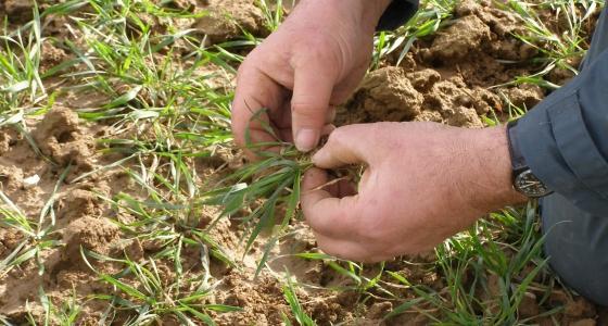 En Lorraine, un tiers des agriculteurs sont couverts par une assurance contre les aléas climatiques, soit la moitié des surfaces touchées par le gel. 