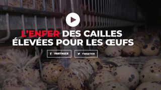 L214 diffuse une vidéo choc sur les cailles L214 diffuse une vidéo choc sur les cailles