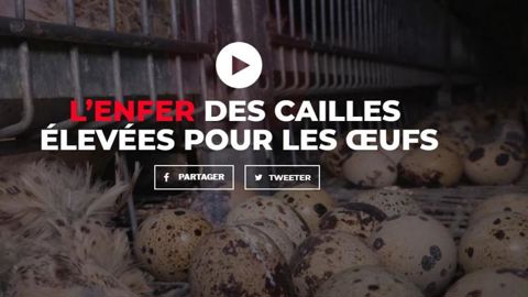 L214 diffuse une vidéo choc sur les cailles L214 diffuse une vidéo choc sur les cailles
