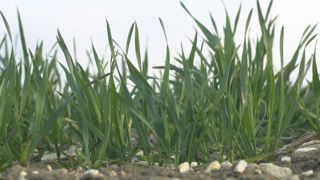 Le stade « épi 1 cm » en avance Le stade « épi 1 cm » en avance
