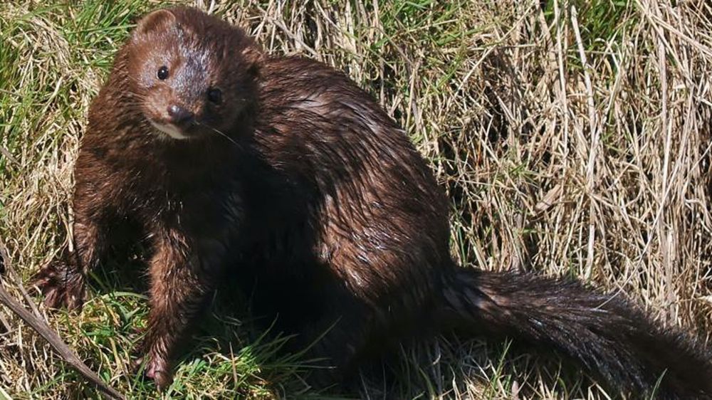 350 visons « libérés » d’un élevage