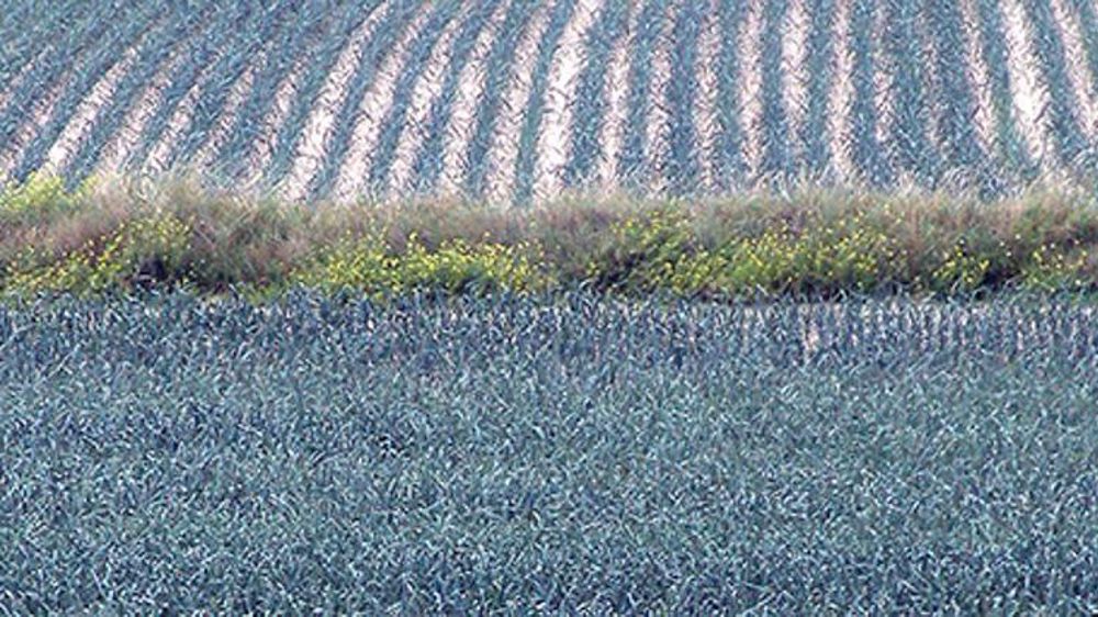 La production de poireaux chute