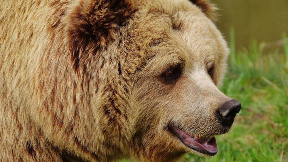Quarante ours dans les Pyrénées