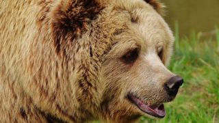 Quarante ours dans les Pyrénées Quarante ours dans les Pyrénées