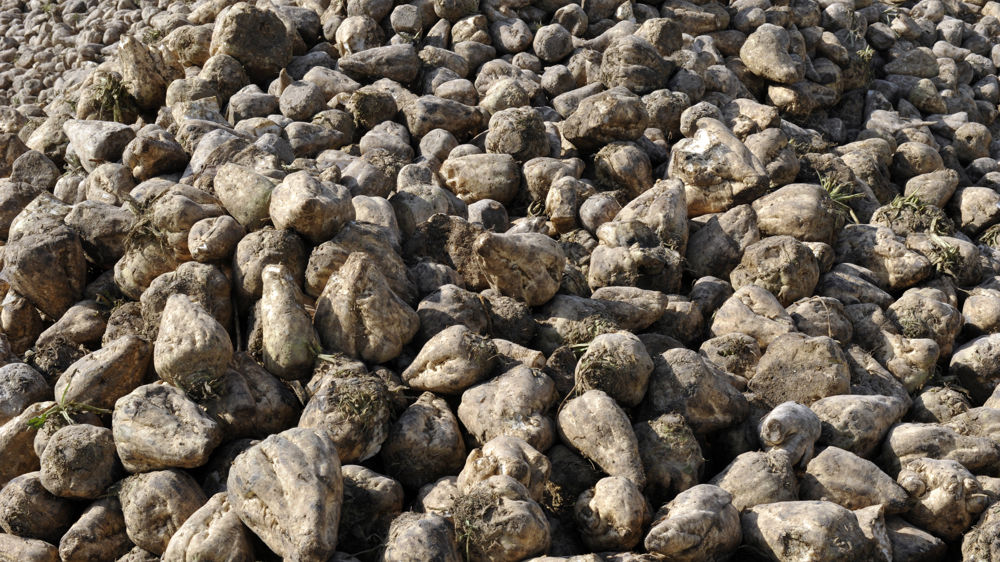 Les planteurs mécontents des prix d’acompte