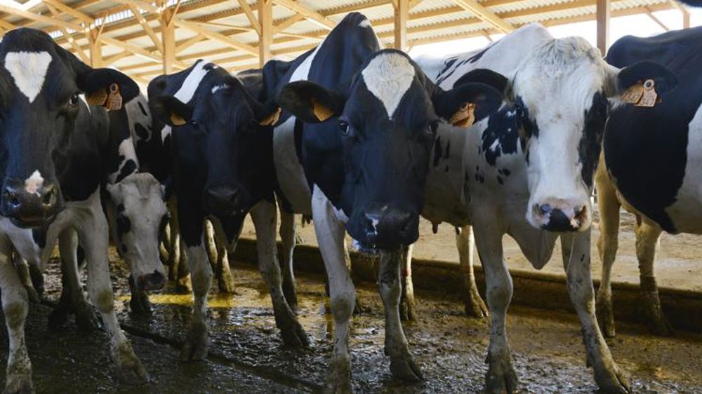 Un « fonctionnement opaque » du GDS en Bretagne