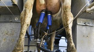 Le prix du lait se stabilise à 350 €/1 000 litres Le prix du lait se stabilise à 350 €/1 000 litres