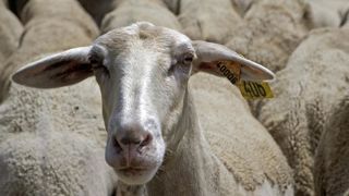 Le bleu de brebis de Lactalis passe mal Le bleu de brebis de Lactalis passe mal