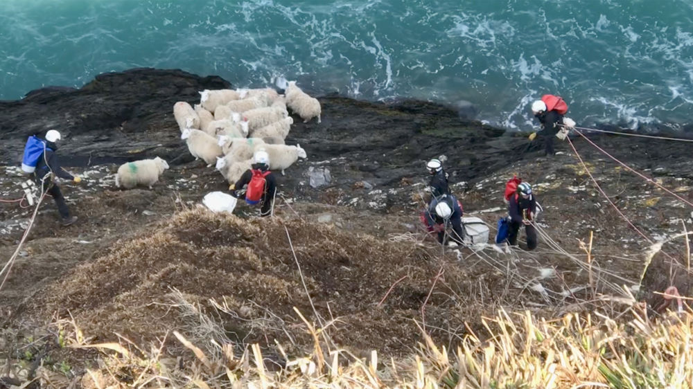 63 moutons sauvés des flots