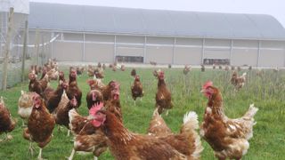 L’élevage « alternatif » et le bio ont le vent en poupe L’élevage « alternatif » et le bio ont le vent en poupe