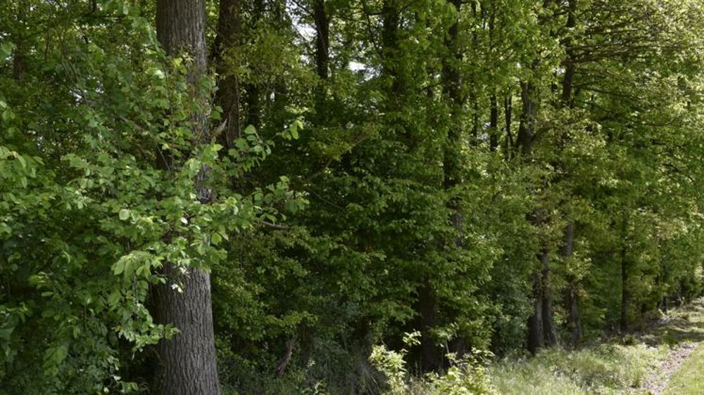 Records de prix sur un marché demandeur