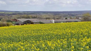 Plus de protéagineux, moins de colza Plus de protéagineux, moins de colza