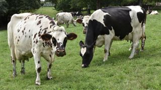 Hausse de la productivité des ruminants Hausse de la productivité des ruminants