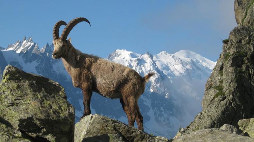 Les bouquetins du Bargy suscitent toujours la polémique