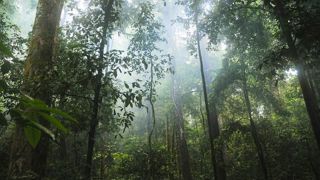 Les forêts tropicales continuent à disparaître à grands pas Les forêts tropicales continuent à disparaître à grands pas