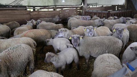 Le prix des agneaux se redresse Le prix des agneaux se redresse