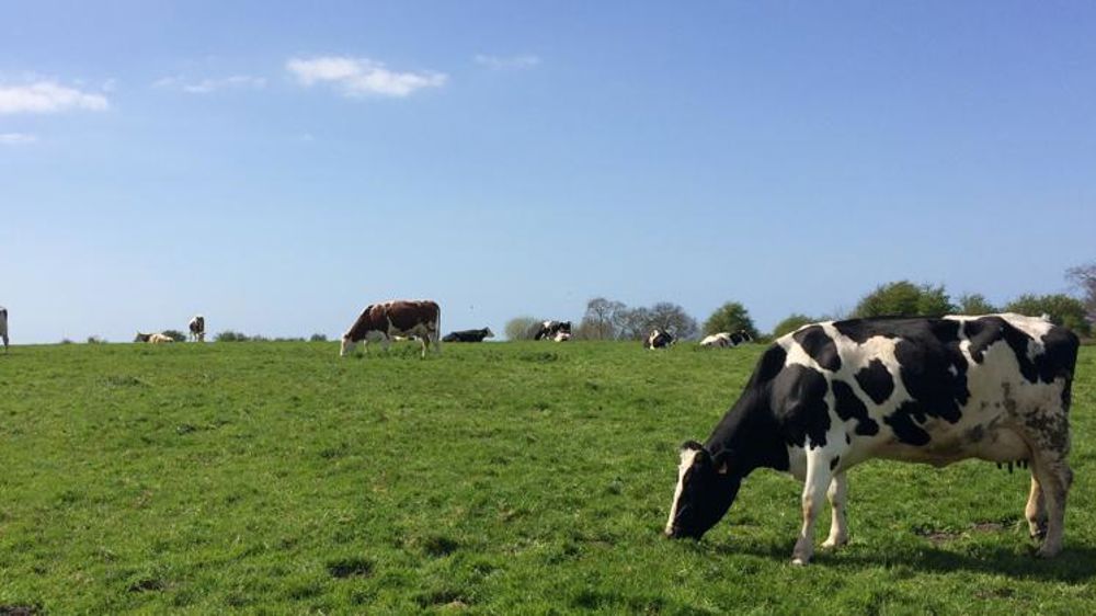 Une pousse de l’herbe en avance