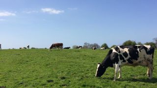 Une pousse de l’herbe en avance Une pousse de l’herbe en avance