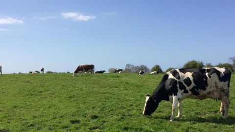 Une pousse de l’herbe en avance Une pousse de l’herbe en avance