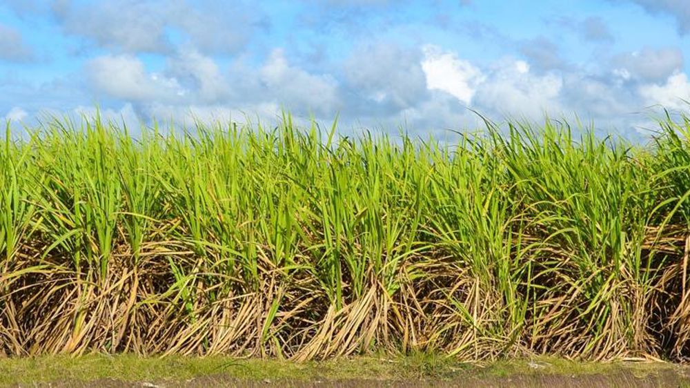 La filière sucrière en détresse