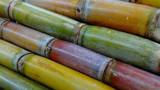 Le sucre prendrait l’avantage sur l’éthanol Le sucre prendrait l’avantage sur l’éthanol