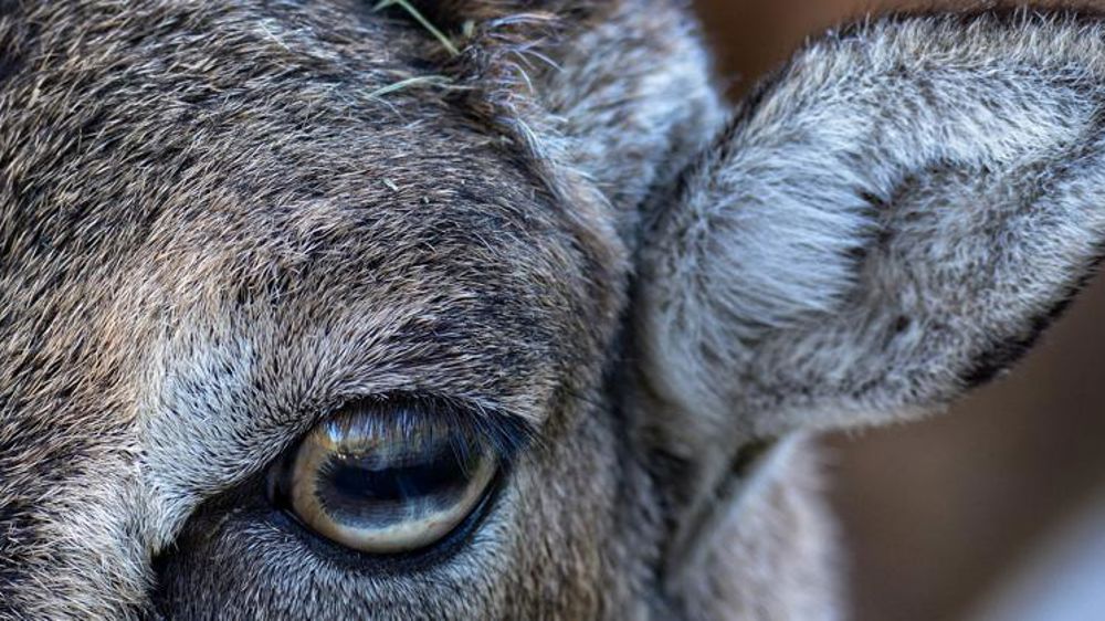 Les mouflons mettent les agriculteurs en colère