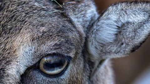 Les mouflons mettent les agriculteurs en colère Les mouflons mettent les agriculteurs en colère