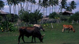 La filière de la viande s’inquiète d’un possible accord La filière de la viande s’inquiète d’un possible accord