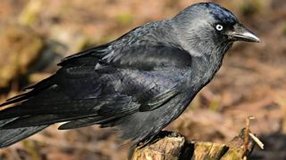 « Ma parcelle de maïs ravagée par des choucas » « Ma parcelle de maïs ravagée par des choucas »