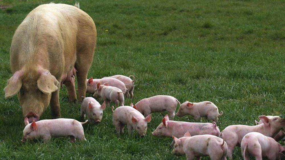 Des mesures « inadaptées au plein air »