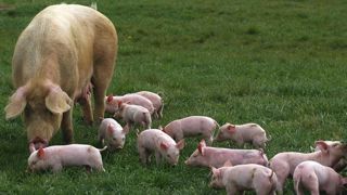 Des mesures « inadaptées au plein air » Des mesures « inadaptées au plein air »
