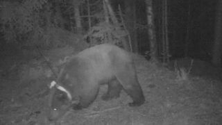 Un projet pour déplacer un ours à problèmes Un projet pour déplacer un ours à problèmes