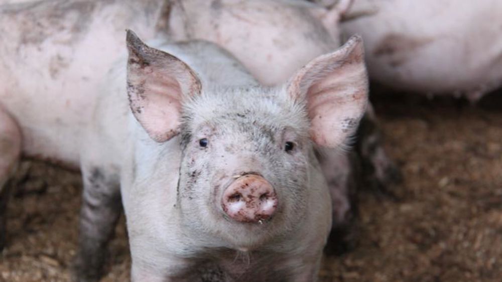 Des militants demandent des assises nationales contre l’élevage