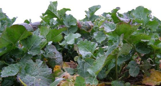 Les insectes sont de plus en plus présents dans les colzas du Nord.