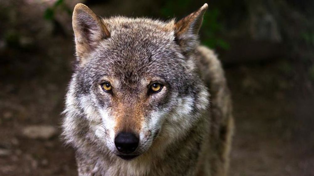 Les scientifiques valident la faible part de loups hybrides