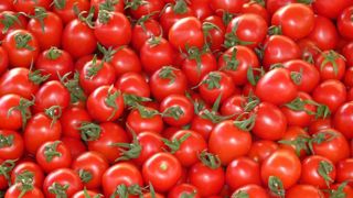La tomate bretonne en crise La tomate bretonne en crise