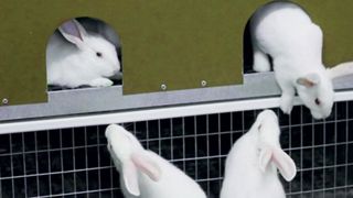 L’élevage de lapins hors cage est lancé L’élevage de lapins hors cage est lancé