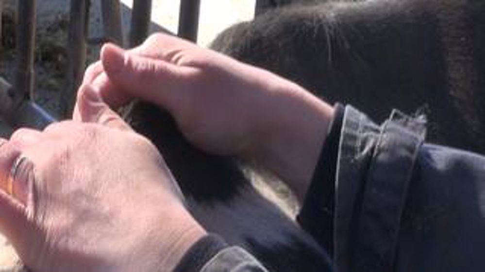 « L’ostéopathie me donne un nouveau regard sur mes vaches »