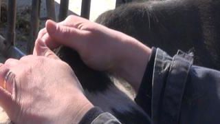 « L’ostéopathie me donne un nouveau regard sur mes vaches » « L’ostéopathie me donne un nouveau regard sur mes vaches »