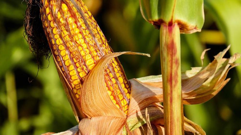 Des « perspectives médiocres » pour le maïs