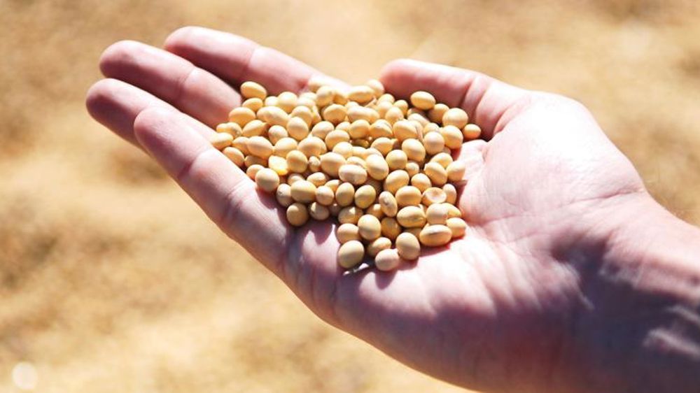 Greenpeace dénonce « l’addiction » européenne au soja brésilien