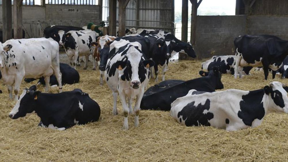 L’interprofession valide 16 indicateurs du bien-être animal