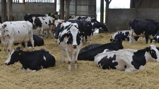 L’interprofession valide 16 indicateurs du bien-être animal L’interprofession valide 16 indicateurs du bien-être animal
