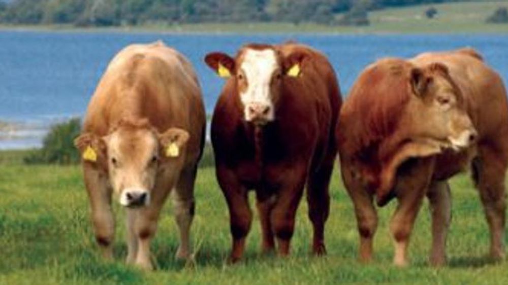 « Malaise » de l’Irlande, inquiète pour son bœuf