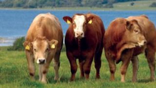 « Malaise » de l’Irlande, inquiète pour son bœuf « Malaise » de l’Irlande, inquiète pour son bœuf