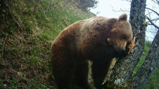 Un randonneur poursuivi par un ours Un randonneur poursuivi par un ours