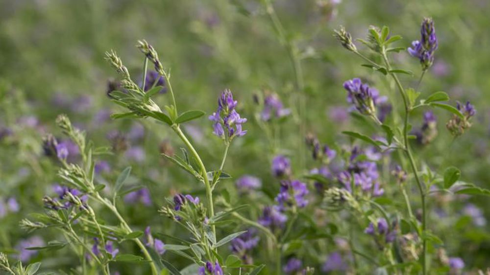 La filière veut garder des aides Pac après 2020